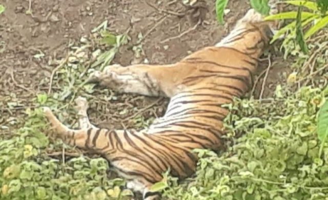 Harimau Sumatera