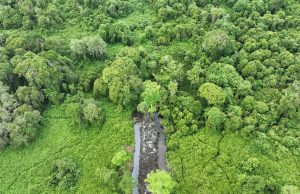 Ekosistem hutan Rawa Gambut Tripa-Babahrot