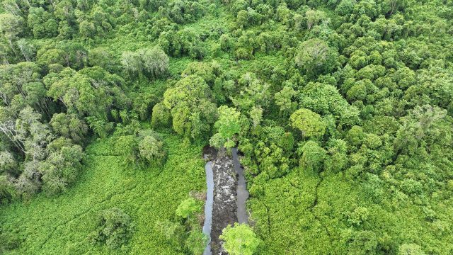 Ekosistem hutan Rawa Gambut Tripa-Babahrot