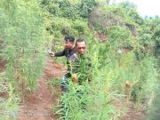 Ladang Ganja