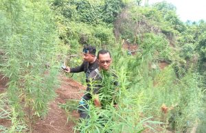 Ladang Ganja