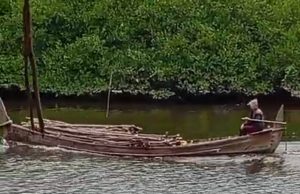 Mangrove